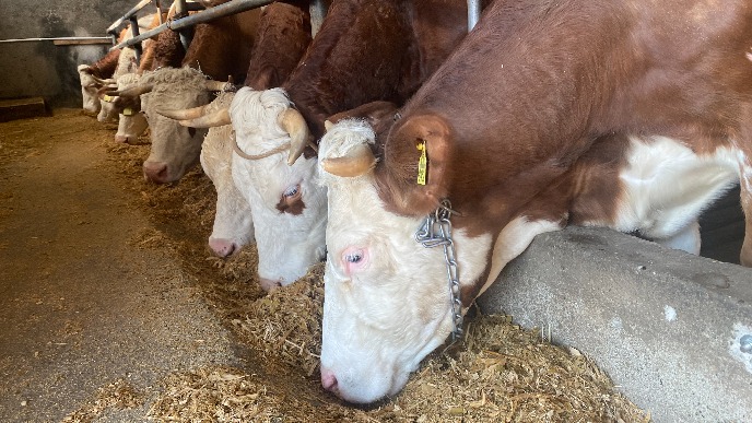 Stabilnija situacija s mlekom